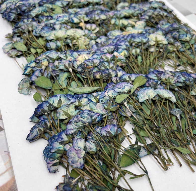 Dried Pressed flower,blue Rose Stems Pressed,6 PCS/Pack, Real Dry Rose Flower Stems Tiny, Rose Buds Dry Preserved Flowers Small Rose Buds