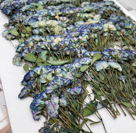 Dried Pressed flower,blue Rose Stems Pressed,6 PCS/Pack, Real Dry Rose Flower Stems Tiny, Rose Buds Dry Preserved Flowers Small Rose Buds