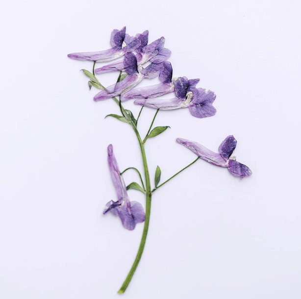 Pressed Light Purple Flowers: Real Dried Flower Stems, Resin Crafts (8 PCS/Pack)