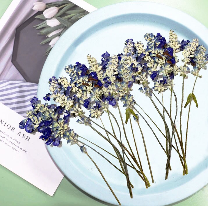 Dried Lavender Stems: Blue & White Wedding Flowers (Set of 6 PCS, 8-10cm