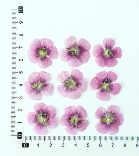 Pink purple Pressed flowers,12 PCS/Pack dried Pressed flowers,dried flower,deep pink Dried Pressed flowers ,pink Holiday gifts(2-3cm)