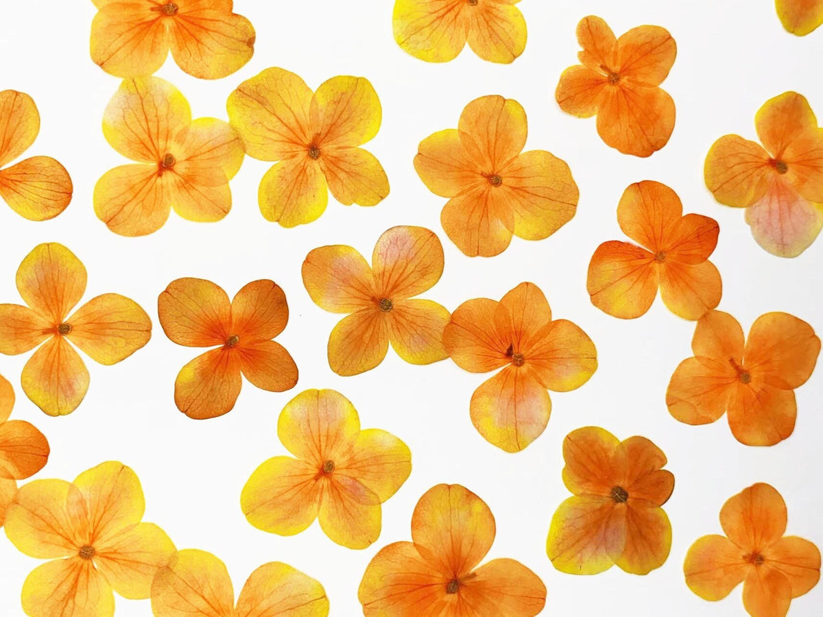 Pressed flowers,Orange pressed flowers,12PCS/Set, Dry Orange Flowers,Dried Pressed Flower,Orange Flat Flowers,Orange Hydrangea(2.5-3cm)