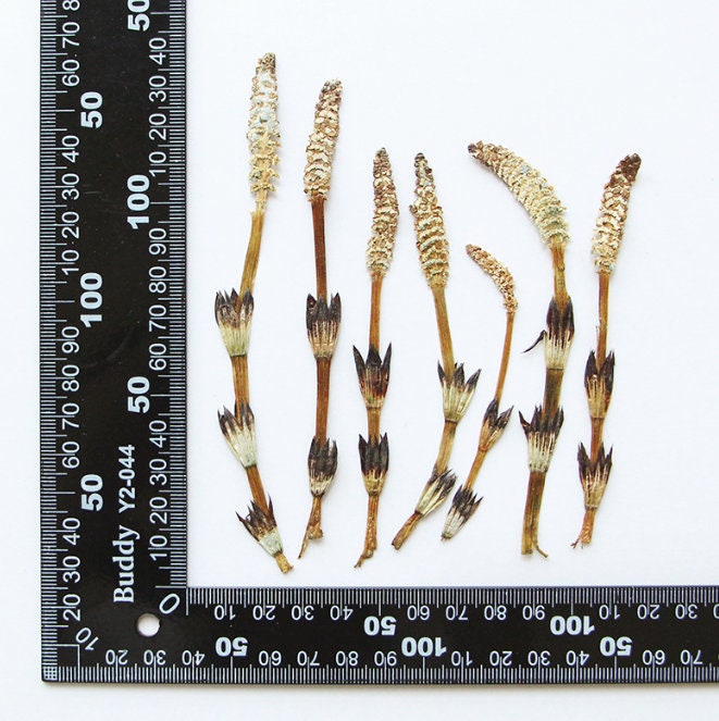 Bulk pressed flower,6 PCS/Pack,bookmark Dried Pressed flowers,Natural dry Flower,natural bulk Preserved dry flower,dried flat flowers