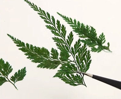 Pressed Leaves A Pack of 8 PCS ,Pressed Green Leaves flower ferns green leaves Floral real leaf flower Greeny Foliage Stems