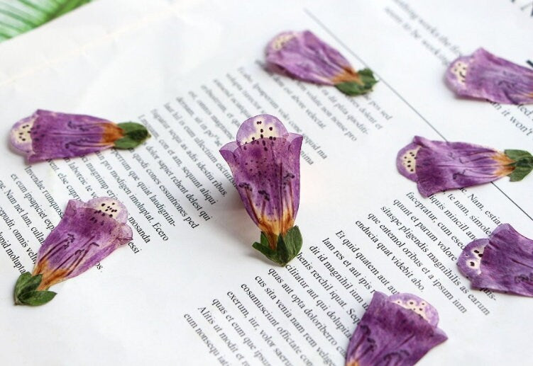 pressed flowers,purple Foxglove pressed flowers,6 PCS/Pack,purple flower,Dried flower,Purple Dried Flower,pressed flower