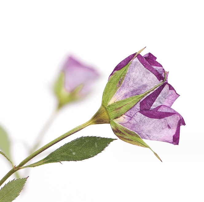 Pressed flowers,6 PCS/Pack,Purple dried Pressed flowers Bud,dried flower,Real Dried Pressed flowers,Purple rose,Red rose Valentine gift