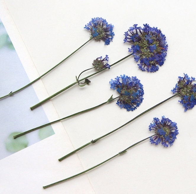 Blue Pressed Flowers: Botanical Craft Supply, 6 PCS