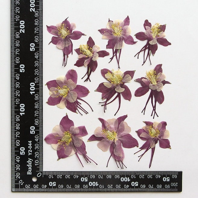 Bulk pressed flower,6 PCS/Pack,dried flat flower packs,pressed flower, purple Dried flower,Dried flower,Dry flowerPressed dry flowers