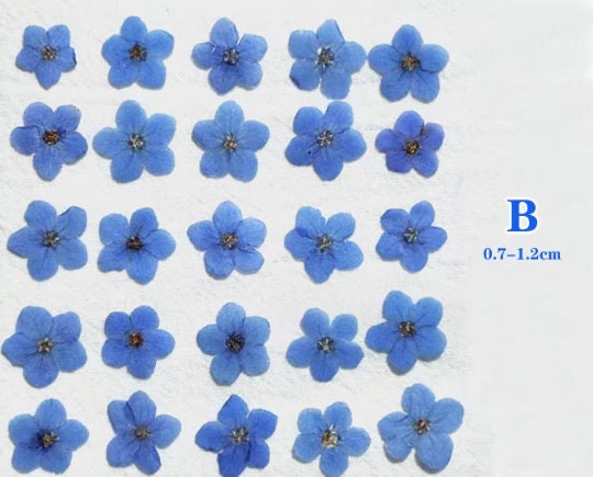 Set of 20 PCS,Pressed forget me nots,Blue forget me nots dried flower,Pressed Flat Flowers,dried flower petals,Small dried blue flowers