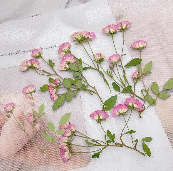 Pressed Pink & Purple Rose Stems: Tiny Dried Flowers (6 PCS/Pack)