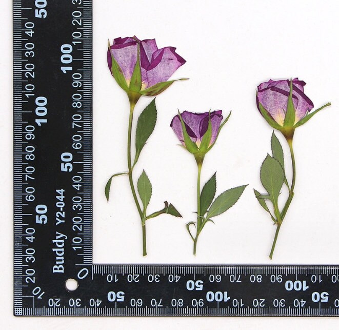 Pressed flowers,6 PCS/Pack,Purple dried Pressed flowers Bud,dried flower,Real Dried Pressed flowers,Purple rose,Red rose Valentine gift