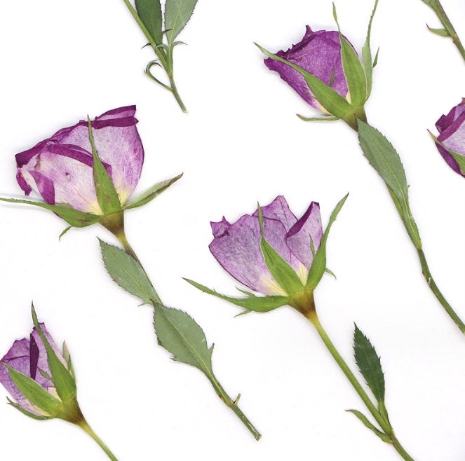 Pressed flowers,6 PCS/Pack,Purple dried Pressed flowers Bud,dried flower,Real Dried Pressed flowers,Purple rose,Red rose Valentine gift