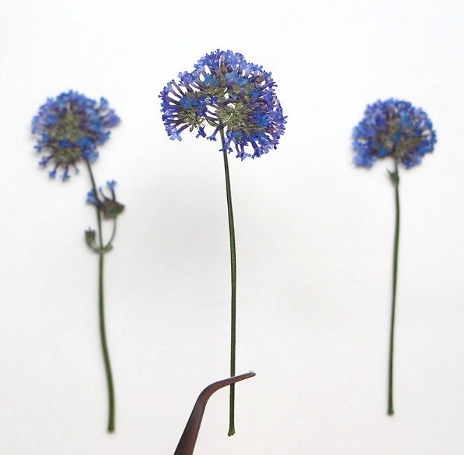 Blue Pressed Flowers: Botanical Craft Supply, 6 PCS