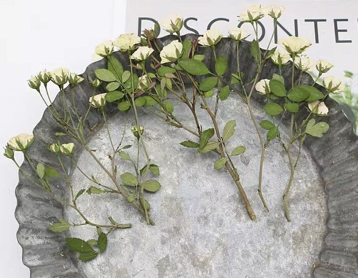 Dried Pressed flower,White Rose Stems Pressed,6 PCS/Pack, Real Dry Rose Flower Stems Tiny, Rose Buds Dry Preserved Flowers Small Rose Buds