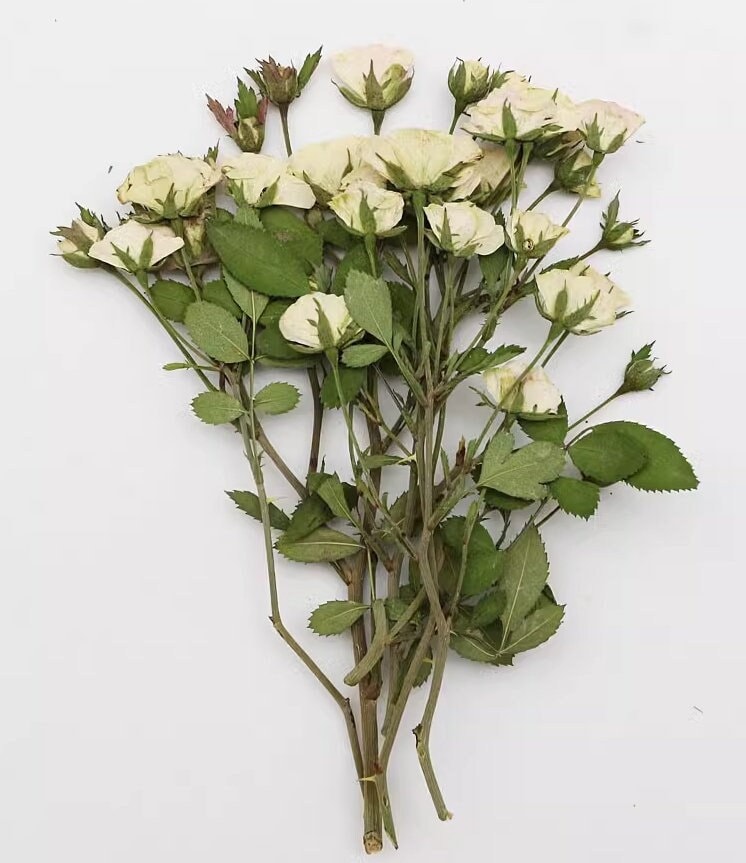 Dried Pressed flower,White Rose Stems Pressed,6 PCS/Pack, Real Dry Rose Flower Stems Tiny, Rose Buds Dry Preserved Flowers Small Rose Buds