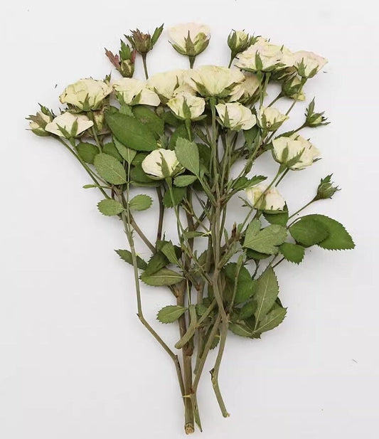 Dried Pressed flower,White Rose Stems Pressed,6 PCS/Pack, Real Dry Rose Flower Stems Tiny, Rose Buds Dry Preserved Flowers Small Rose Buds
