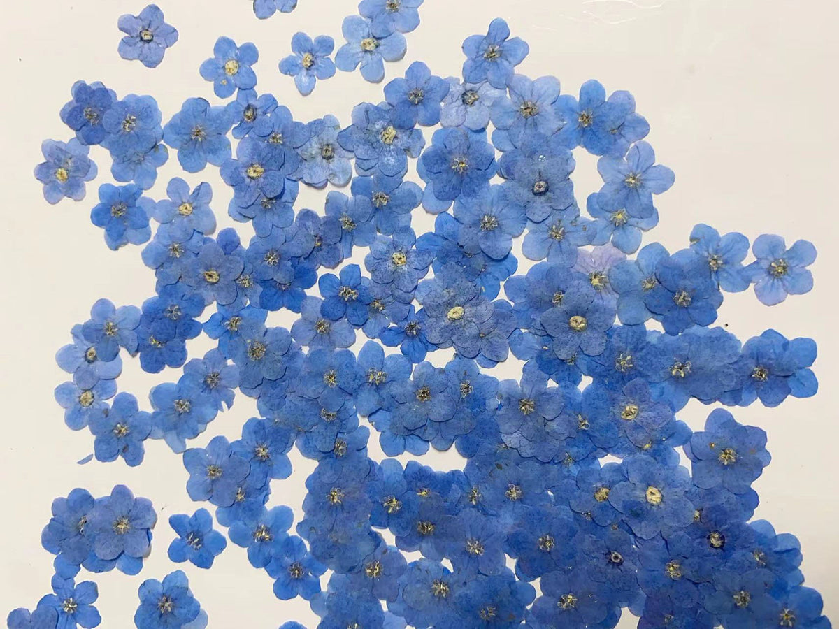 100 PCS Pressed Forget-Me-Nots: Real Dried Blue Flowers dry flower,Pressed flowers