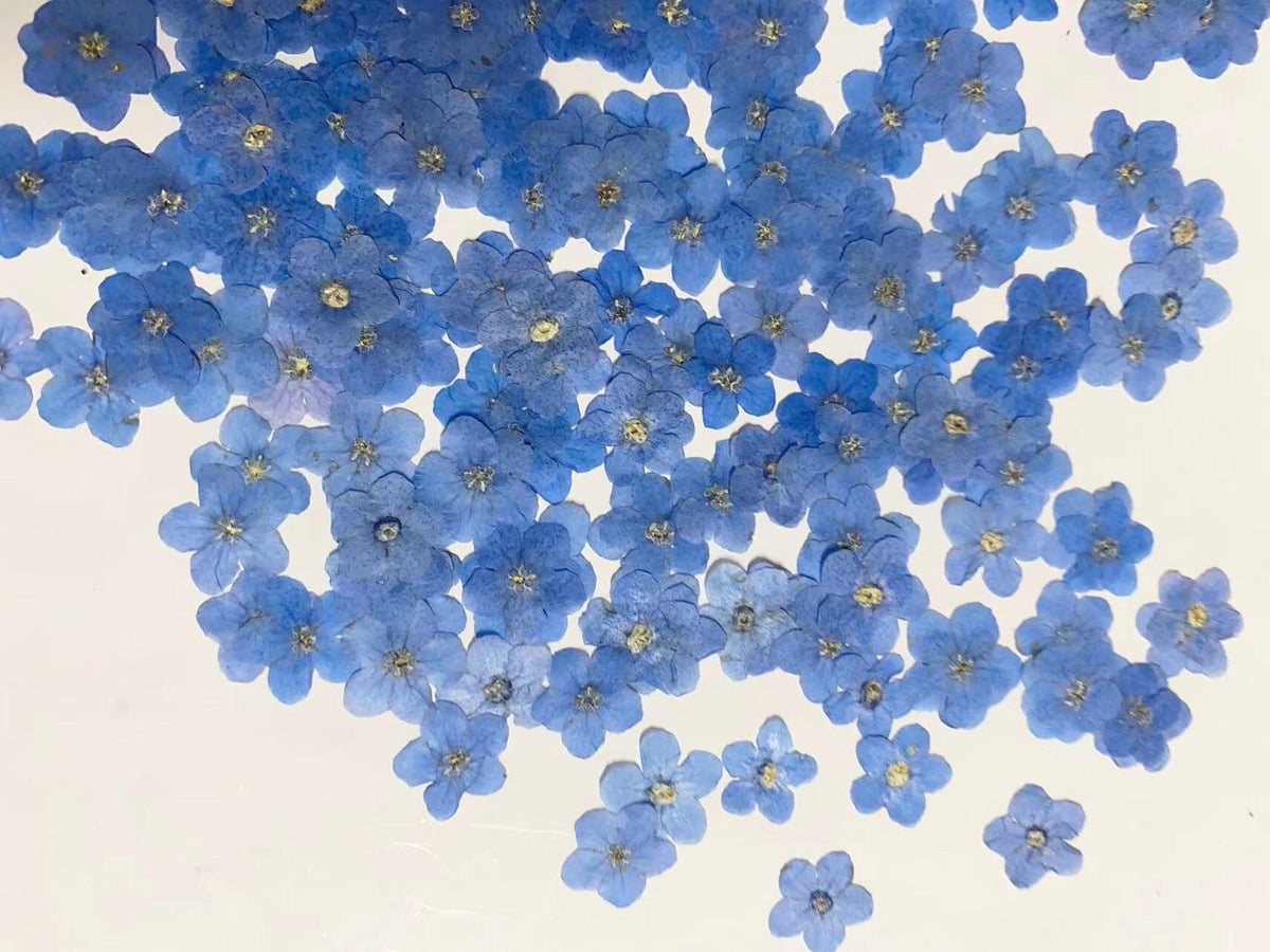 100 PCS Pressed Forget-Me-Nots: Real Dried Blue Flowers dry flower,Pressed flowers