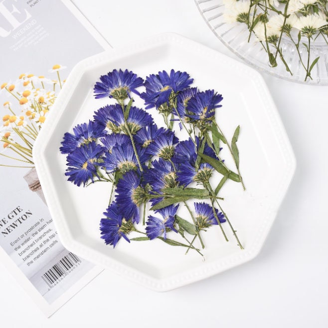 Purple Pressed New York Aster Flowers - 6 PCS - Wedding Invitation Decor