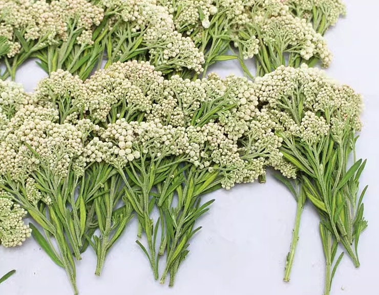 Pressed Xiaomi Flowers: White Rice Flower Stems (12 PCS)