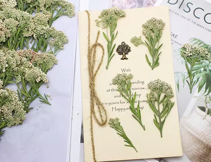 Pressed Xiaomi Flowers: White Rice Flower Stems (12 PCS)