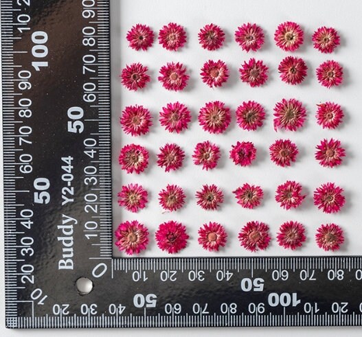 Pressed Flowers,10PCS/pack,dried flower,Small Chrysanthemum dried flower,purple rose red nail Flowers,purple red colour dry flower for resin