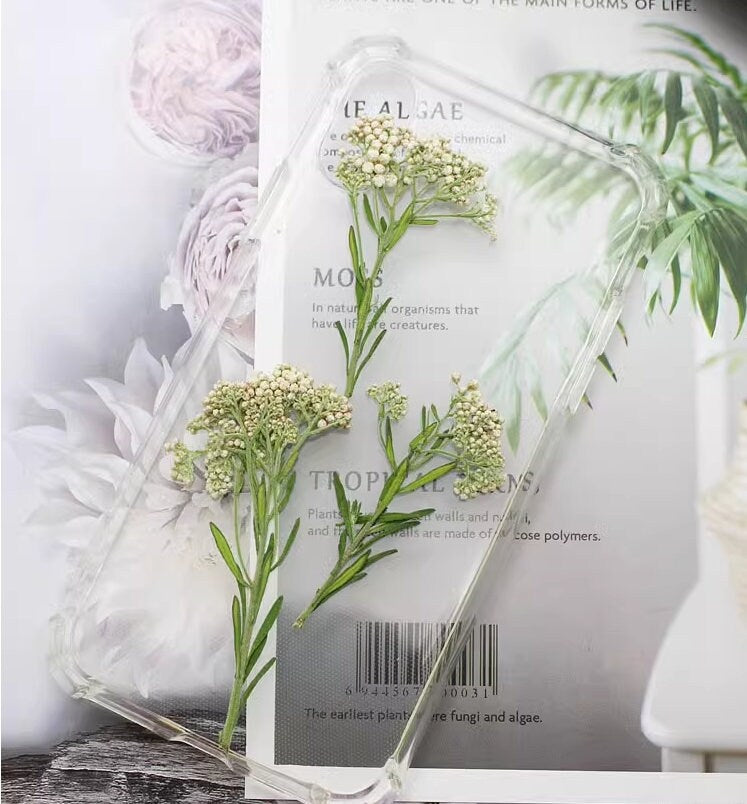 Pressed Xiaomi Flowers: White Rice Flower Stems (12 PCS)