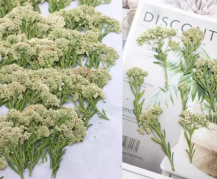 Pressed Xiaomi Flowers: White Rice Flower Stems (12 PCS)