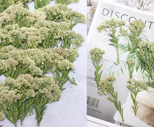 Pressed Xiaomi Flowers: White Rice Flower Stems (12 PCS)