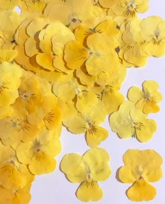 Bulk Pressed Yellow Pansy Flowers: Craft Supplies (12 PCS/Pack)