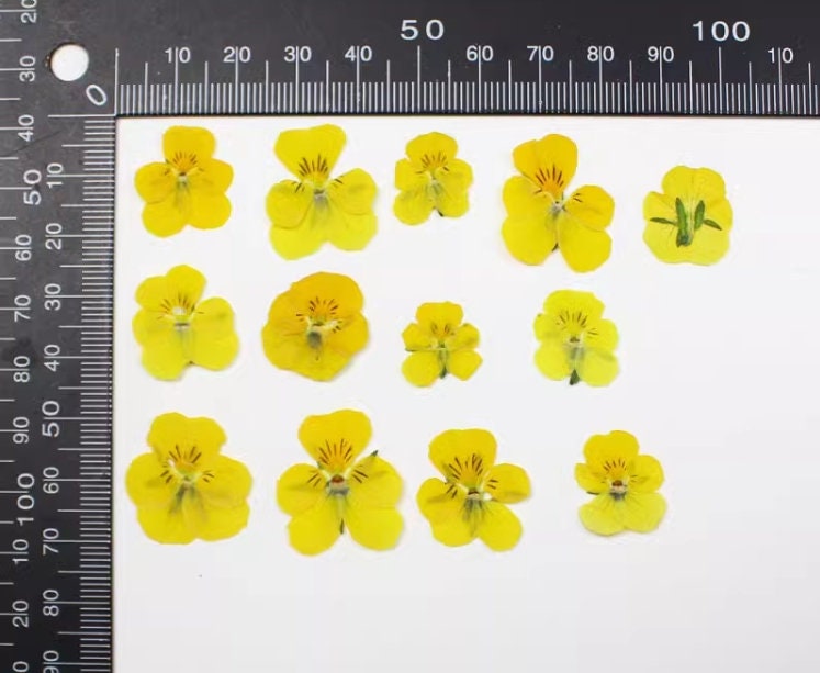 Bulk Pressed Yellow Pansy Flowers: Craft Supplies (12 PCS/Pack)