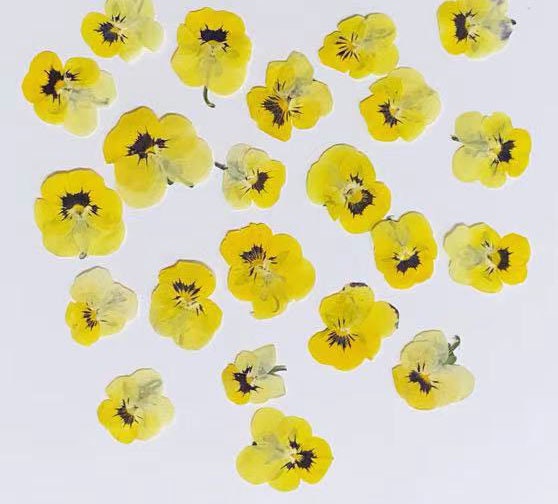 Dried Yellow Pansy Flowers: Natural Pressed Flowers (10 PCS/Pack)