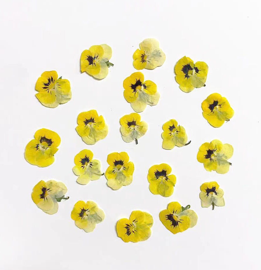 Dried Yellow Pansy Flowers: Natural Pressed Flowers (10 PCS/Pack)