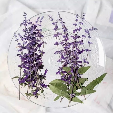 Purple Pressed Flower Stems - 12 PCS Dry Flower Pack