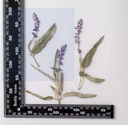 Purple Pressed Flower Stems - 12 PCS Dry Flower Pack