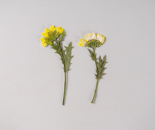 Bulk pressed flower,10 PCS/Pack  chrysanthemum Flower Stems,Dried FlowersResin dried flower,Dried preserved flowers,dry flower Floral