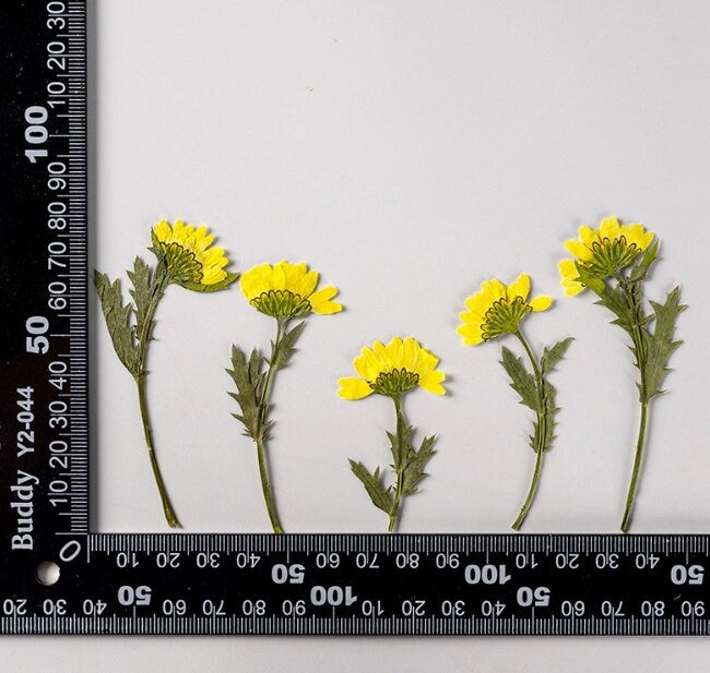 Bulk pressed flower,10 PCS/Pack  chrysanthemum Flower Stems,Dried FlowersResin dried flower,Dried preserved flowers,dry flower Floral