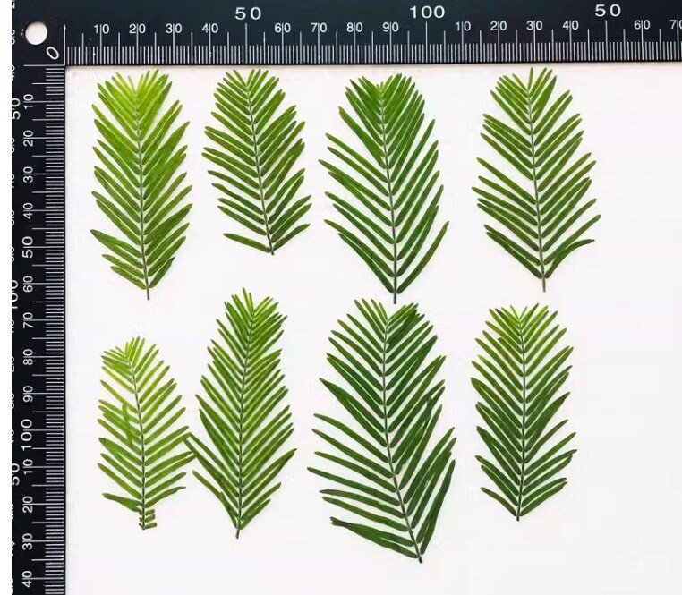 12 PCS Real Pressed Metasequoia Leaves: Floral Craft Supply (4-8cm)