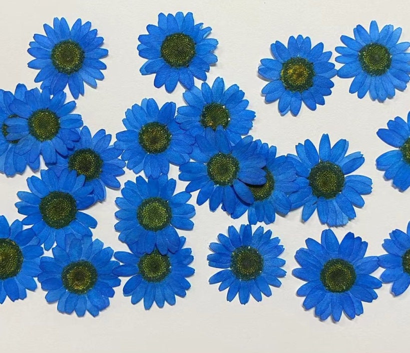 Pressed Chrysanthemum Flowers, Blue Resin Art Supplies, 12 PCS