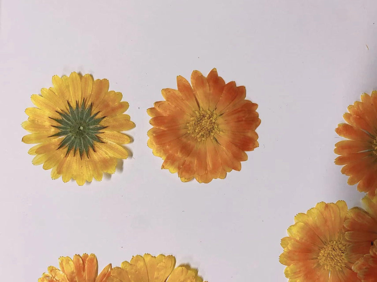 Orange Yellow Pressed Flowers: Dried Floral Embellishments (6 PCS/Pack)