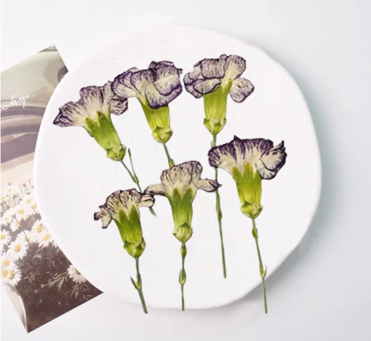 Purple Pressed Carnation Flowers - 6 PCS Dried Flower Stems