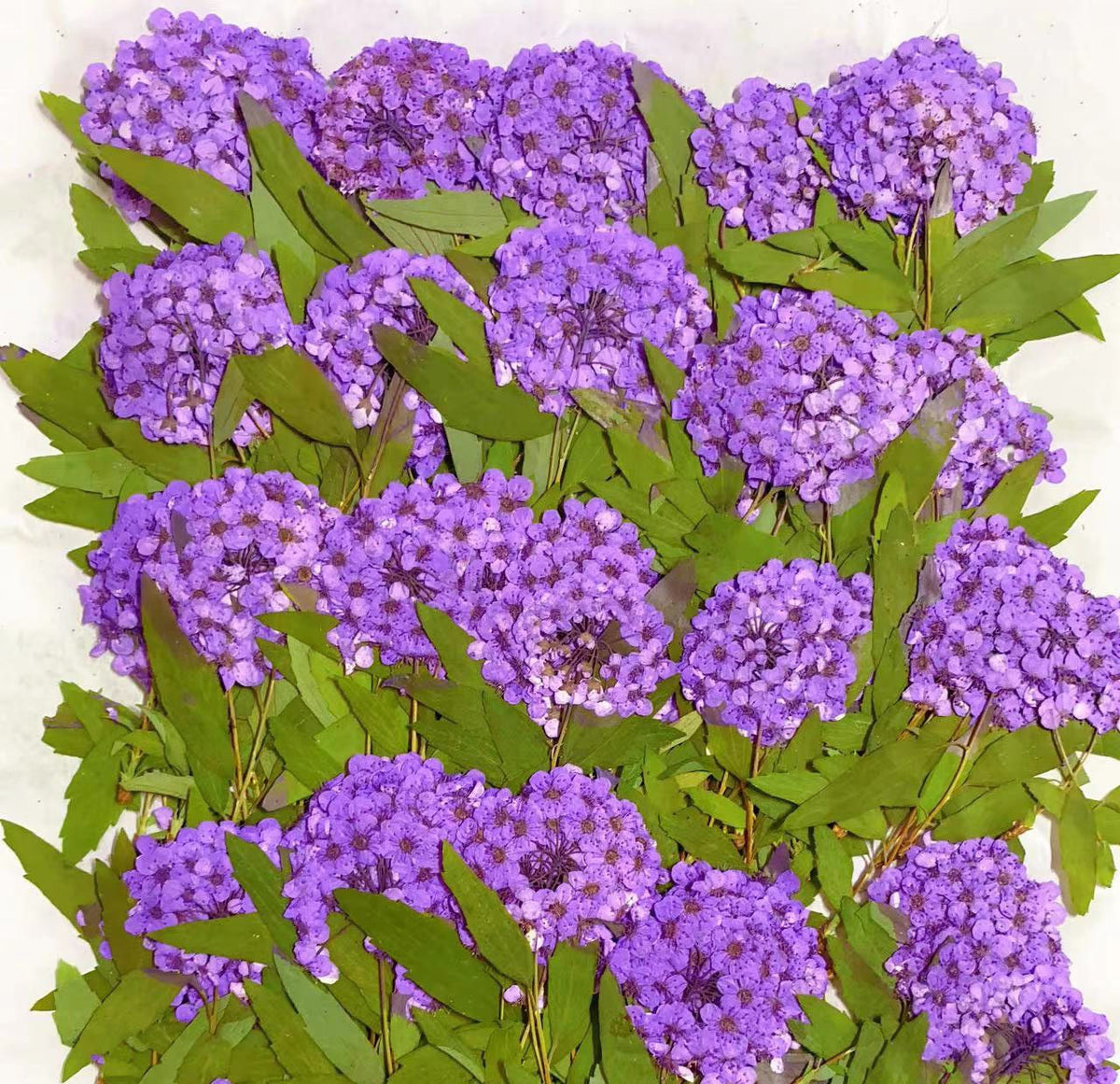 Set of 6 Purple Pressed Flowers: Real Dried Flower Stems