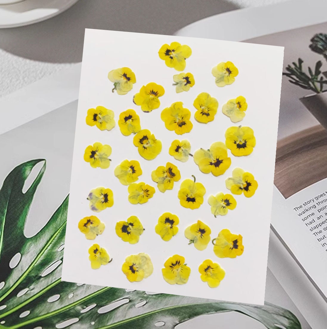 Dried Yellow Pansy Flowers: Natural Pressed Flowers (10 PCS/Pack)