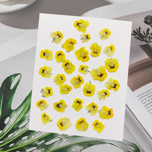 Dried Yellow Pansy Flowers: Natural Pressed Flowers (10 PCS/Pack)