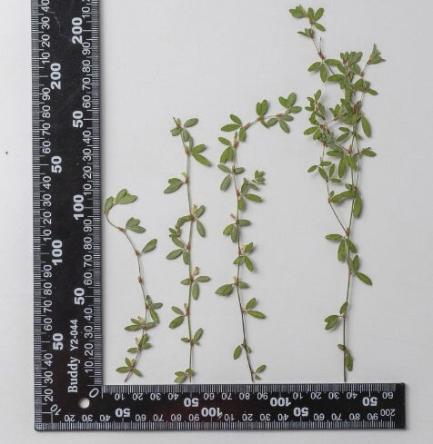 Pressed Green Leaves: Floral Decor, Paper Crafts (10 PCS)