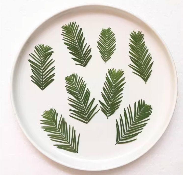 12 PCS Real Pressed Metasequoia Leaves: Floral Craft Supply (4-8cm)
