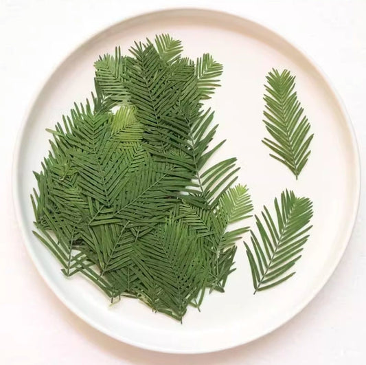 12 PCS Real Pressed Metasequoia Leaves: Floral Craft Supply (4-8cm)