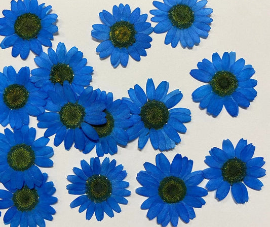 Pressed Chrysanthemum Flowers, Blue Resin Art Supplies, 12 PCS