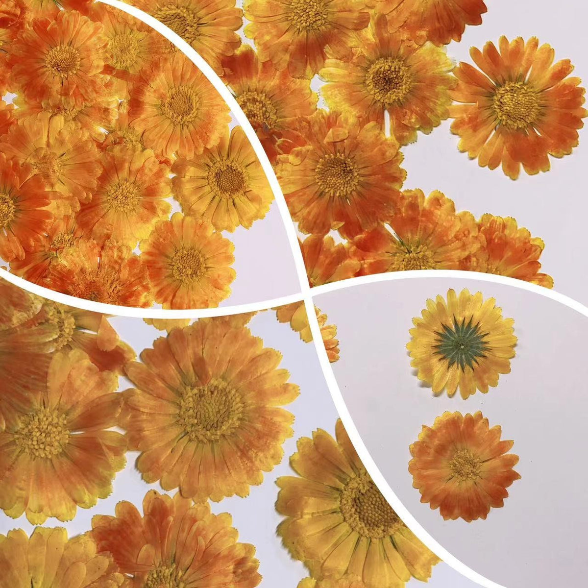 Orange Yellow Pressed Flowers: Dried Floral Embellishments (6 PCS/Pack)