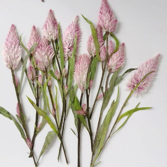 pressed flowers,Pink pressed flowers,dried flower,A Pack of 8 PCS, pink flower,resin flowers, Scrapbook flowers